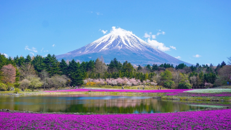 Breathtaking views of Mount Fuji framed by blooming pink moss phlox (shibazakura) in May