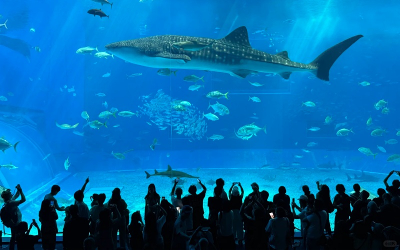 Okinawa Churaumi Aquarium