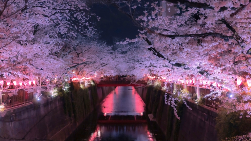 The Meguro River is illuminated by cherry blossom at night.