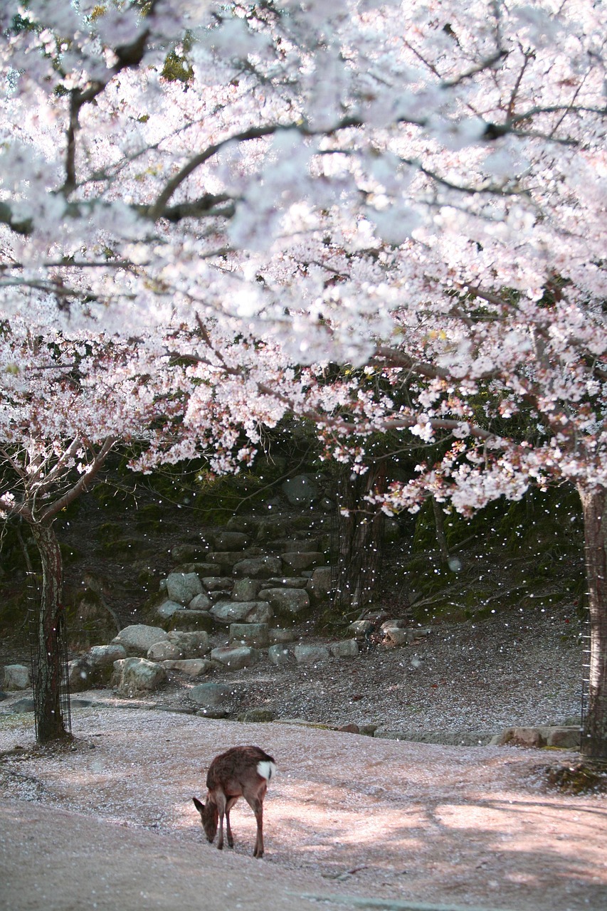 Cherry Blossoms on Miyajima Island, Hiroshima