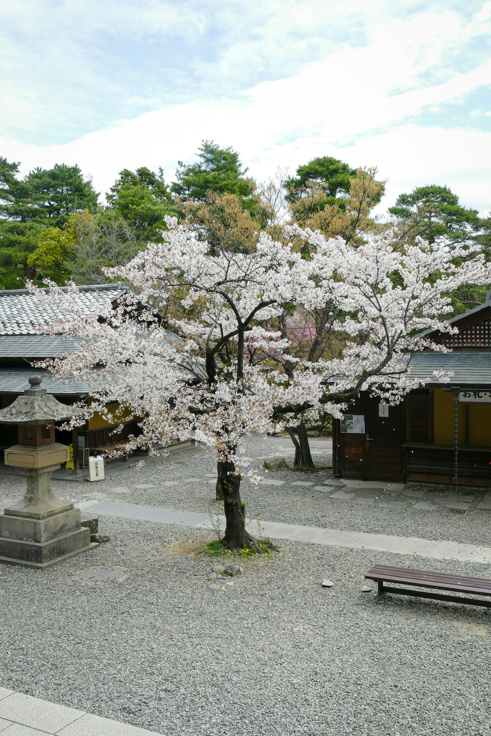 Cherry Blossom in a Nagano park