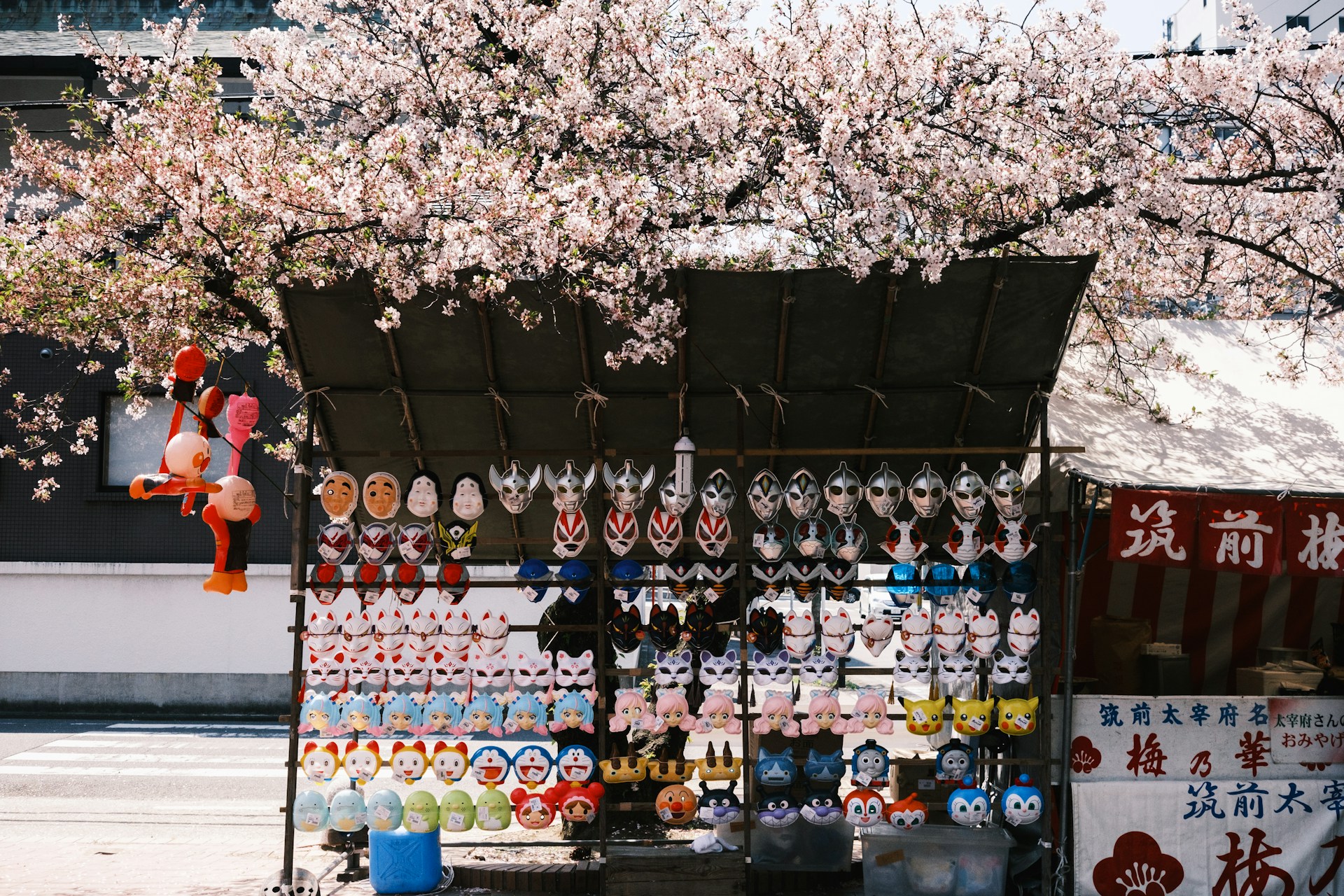 A stall selling cartoon masks is located under the cherry blossom trees in Fukuoka.
