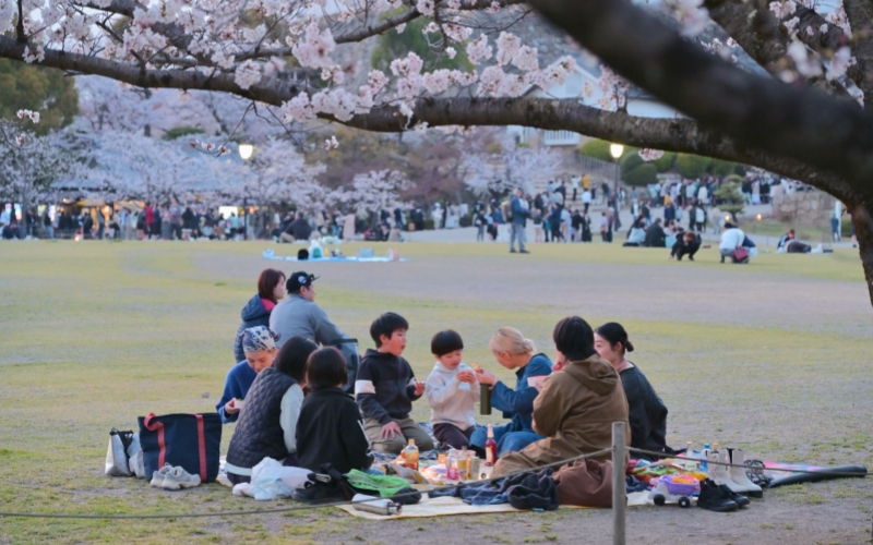 Experience the timeless joy of Hanami as families gather for a peaceful picnic beneath a canopy of blooming cherry blossoms.