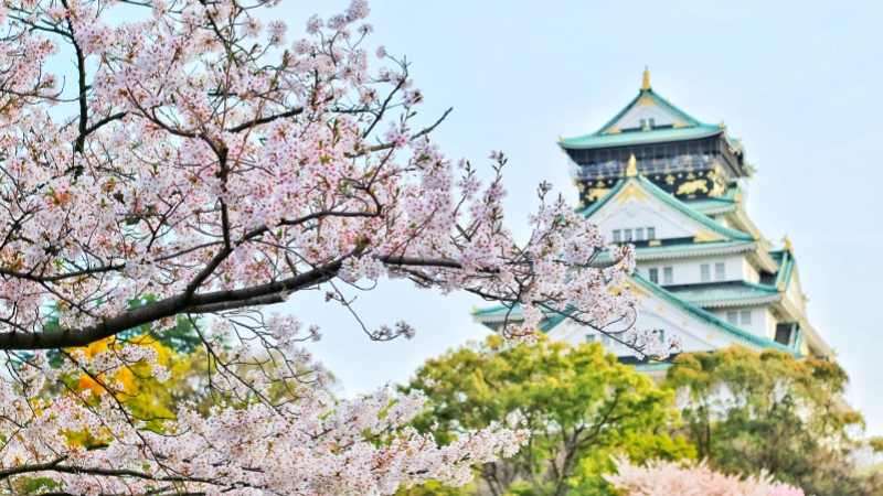 Cherry blossoms frame Osaka Castle in spring, creating a bright and classic seasonal view.