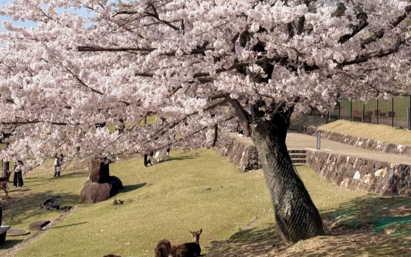 Sakura & Deer in Nara Park