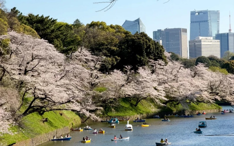 Boating among cherry blossoms at Chidorigafuchi