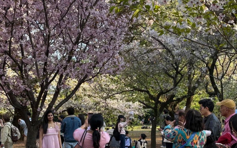 Sakura Picnic at Shinjuku Gyoen