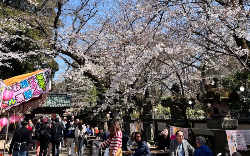 Ueno Cherry Blossom Festival