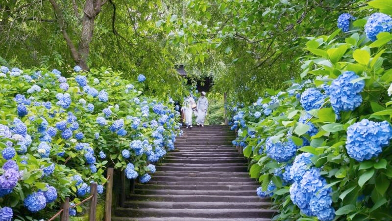 In June, a magical staircase in Kamakura is completely surrounded by thousands of hydrangeas.