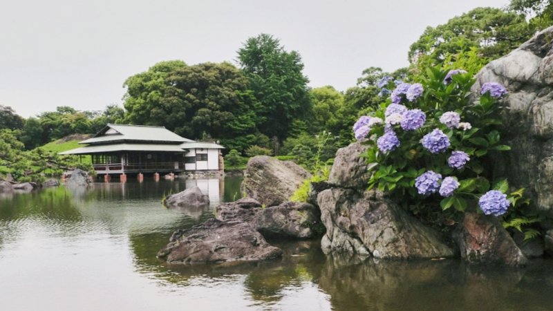 The ajisai blooms in June at the Kyosumi Garden in Tokyo.