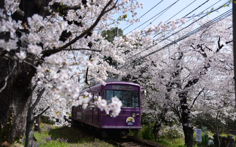Sagano Romantic Train Sakura Tunnel