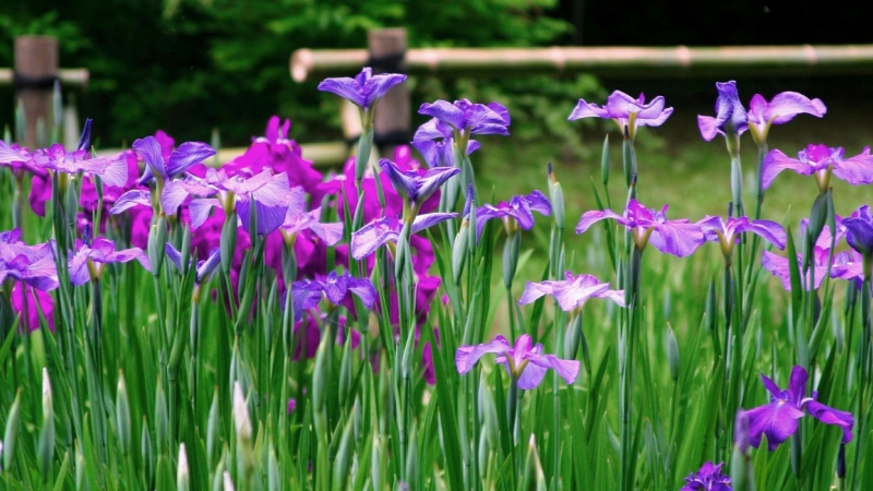 The bright irises are blooming elegantly in June.