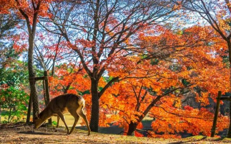 Nara Deer Walking Under Autumn Maple Trees in Japan