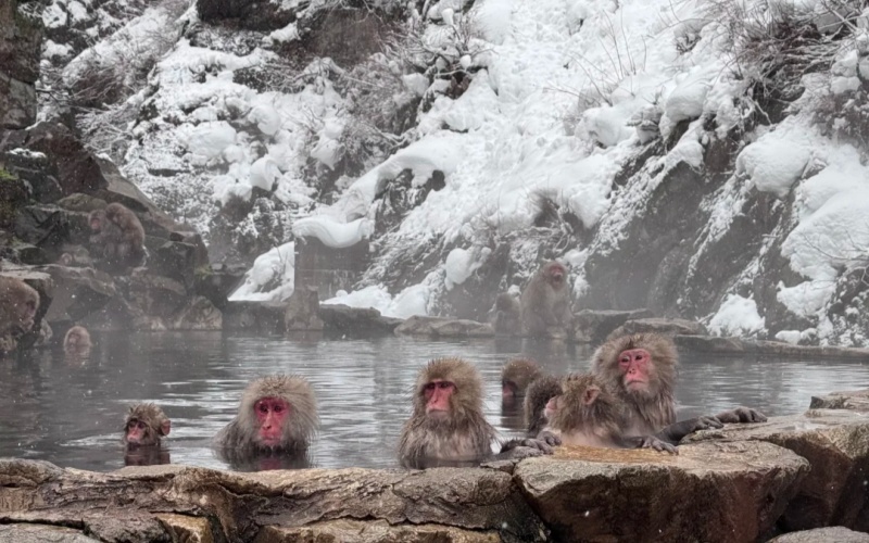 The Nagano Snow Monkeys