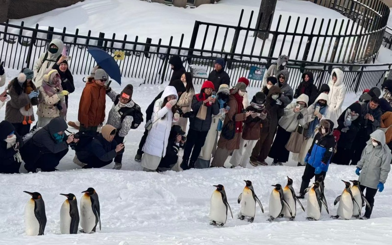 Asahiyama Zoo Penguin Walk