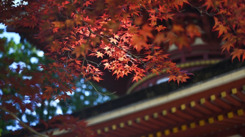 A tranquil moment at Koyasan in autumn