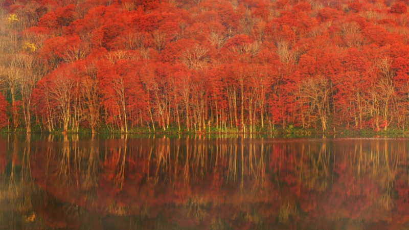 Lake Towada foliage at the sunset