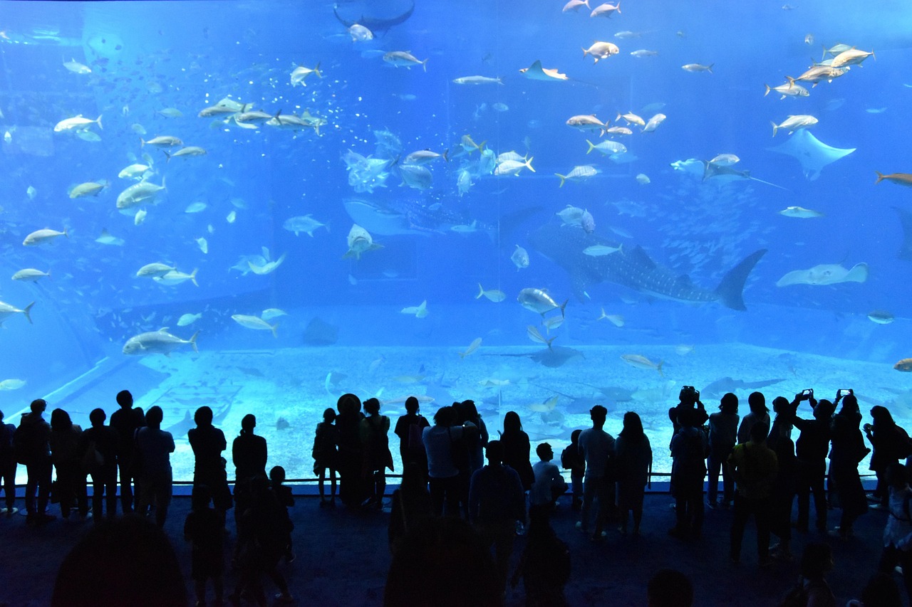 Inside of Churaumi Aquarium