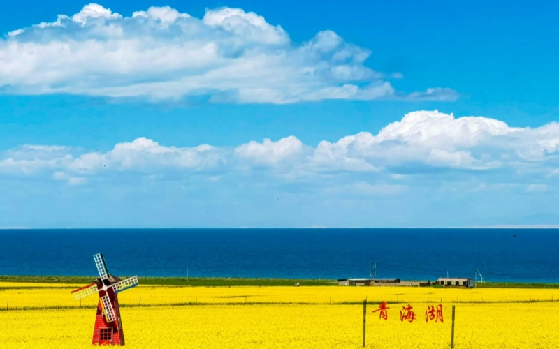 Turquoise waters, green meadows, and golden flowers at Qinghai Lake