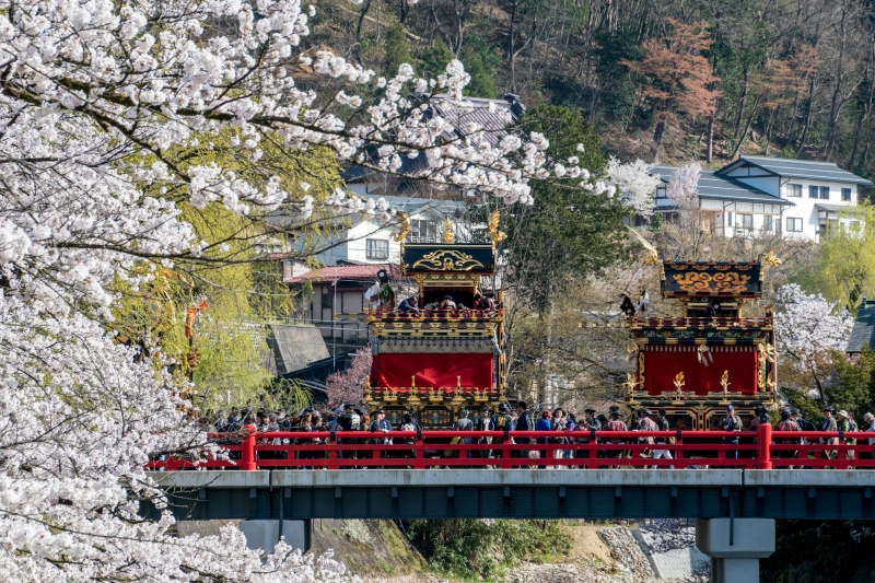 Ornate historical floats cross the iconic red Nakabashi Bridge framed by blooming cherry blossoms during the spectacular Takayama Spring Festival in Gifu Japan