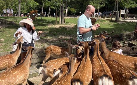 Feed deer in Nara Park