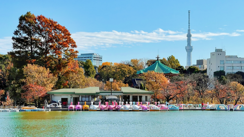 A Sunny Day in November in Tokyo in Autumn