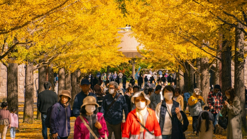 Meiji Jingu Gaien Ginko Avenue