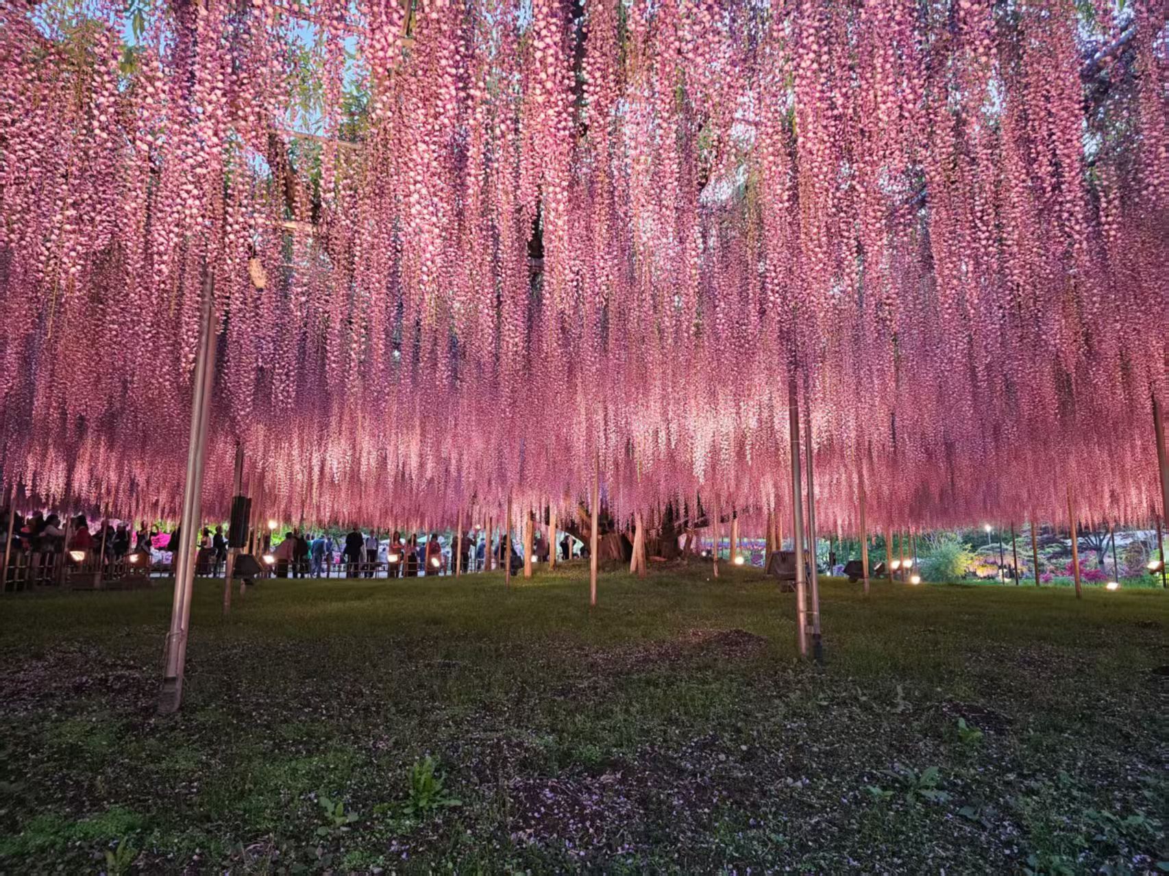 Ashikaga Flower Park