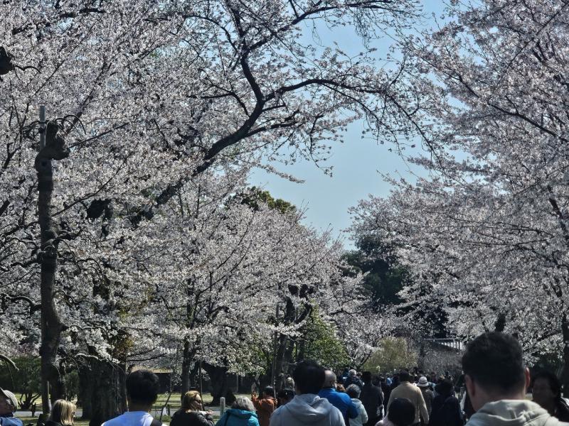 Crowded Cherry Blossom Viewing Spot in Japan during Peak Bloom Season