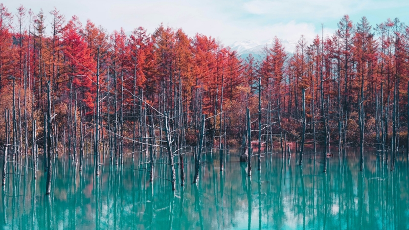Blue pond in Biei in Early November