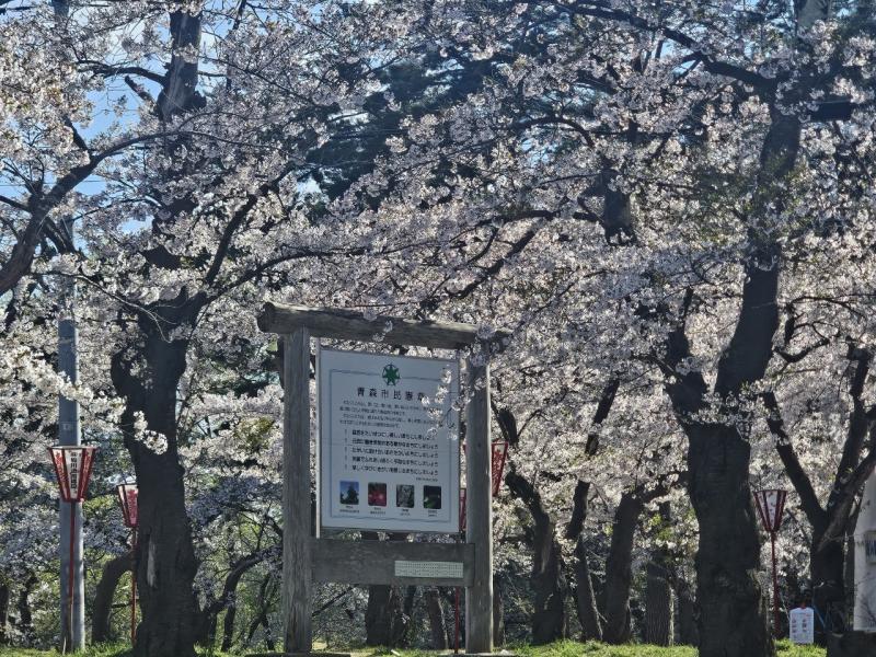 Cherry Blossoms Blooming in Aomori Japan during Late April Spring Season