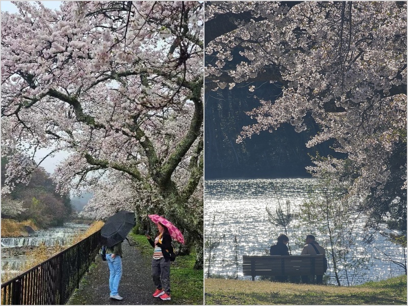Family-Friendly Riverside Cherry Blossom Spots in Japan Offering Peaceful Spring Scenery Away from Crowds