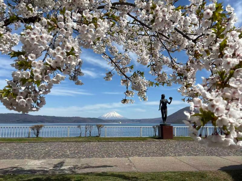Cherry Blossoms with Mount Fuji Views and Lake Scenery in Japan during Spring