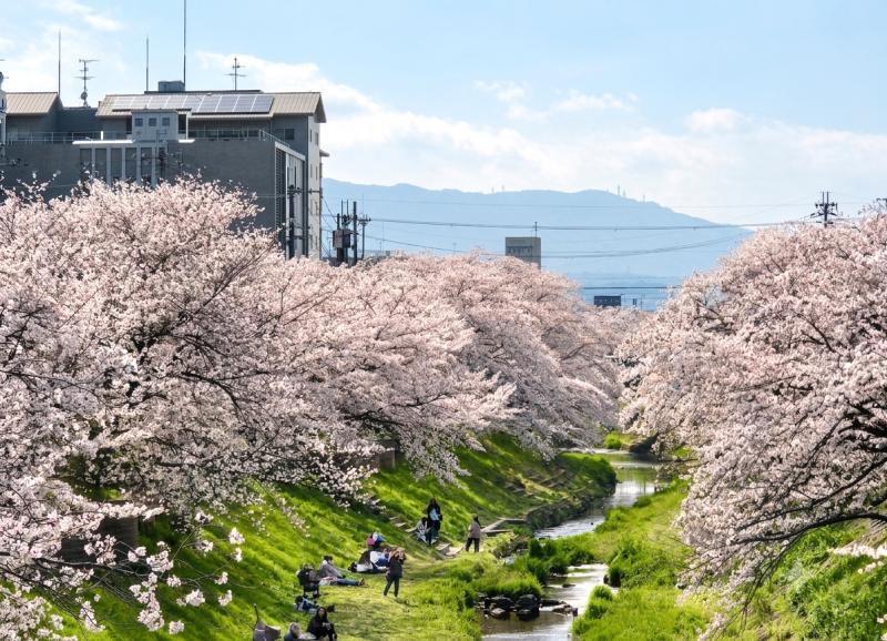 Fantastic Sakura Experience in a Riverside in Later Parts of the Day