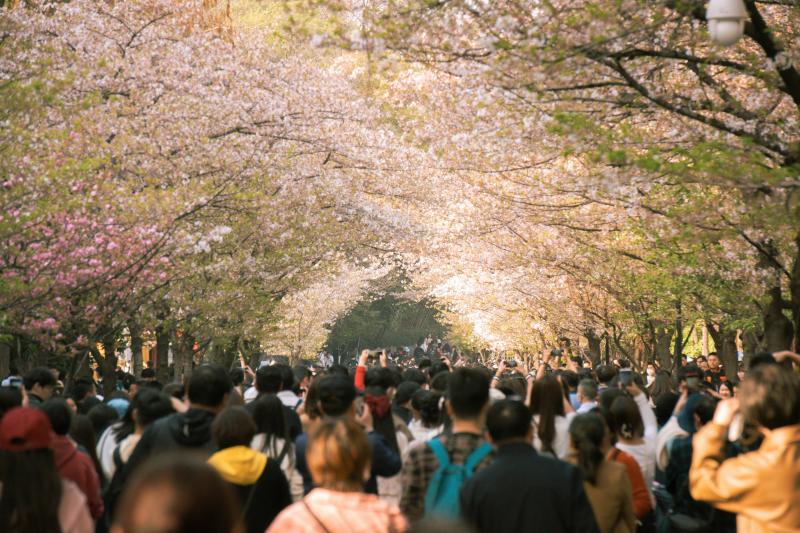 Crowded Cherry Blossom Viewing Spot in Japan during Peak Bloom Season
