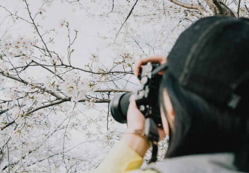 Photographer Taking Close-up Cherry Blossom Photos during Japan Sakura Season