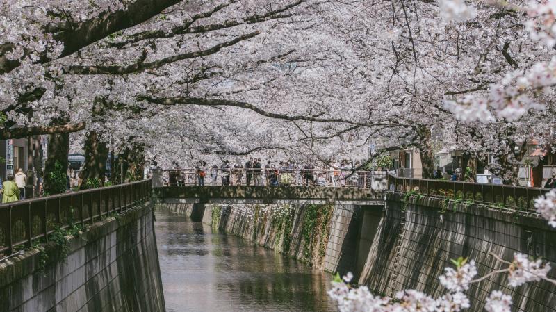 Crowded Nakameguro Sakura Photo Spot along the Riverside in Tokyo