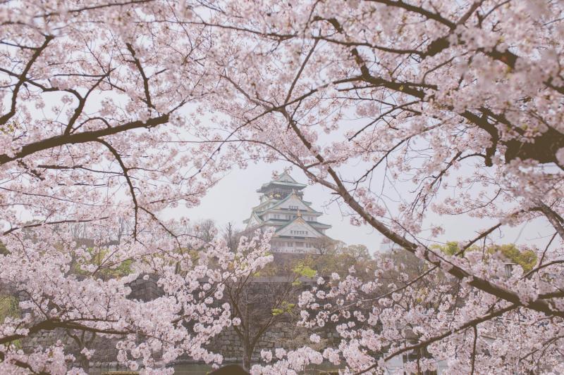 Osaka Castle Framed by Cherry Blossoms on a Cloudy Spring Day in Japan