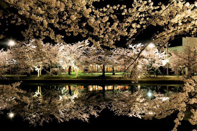 Illuminated Cherry Blossoms Reflected on the Water at Night in Japan