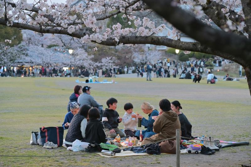 Family Enjoying a Hanami Picnic under Cherry Blossoms in Japan