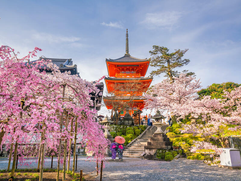 Kiyomizu-dera Temple Pagoda Framed by Cherry Blossoms in Kyoto