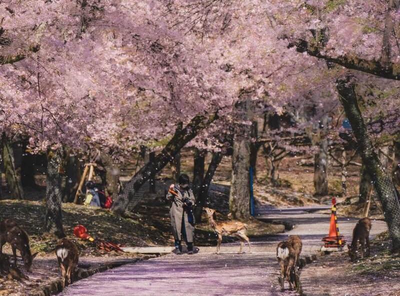 Cherry Blossoms and Deer along a Quiet Path in Nara Park