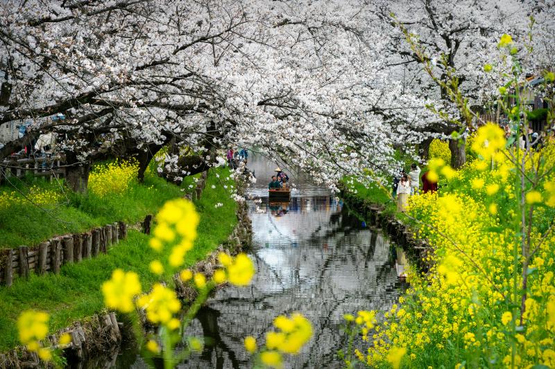 Quiet Riverside Cherry Blossom Scene in Japan with Yellow Rapeseed Flowers, Reflections, and a Small Boat during Sakura Season