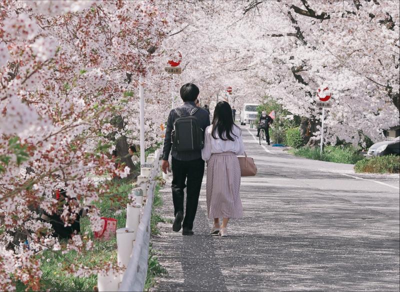 Couple Walking along a Cherry Blossom Street in Japan during Sakura Season