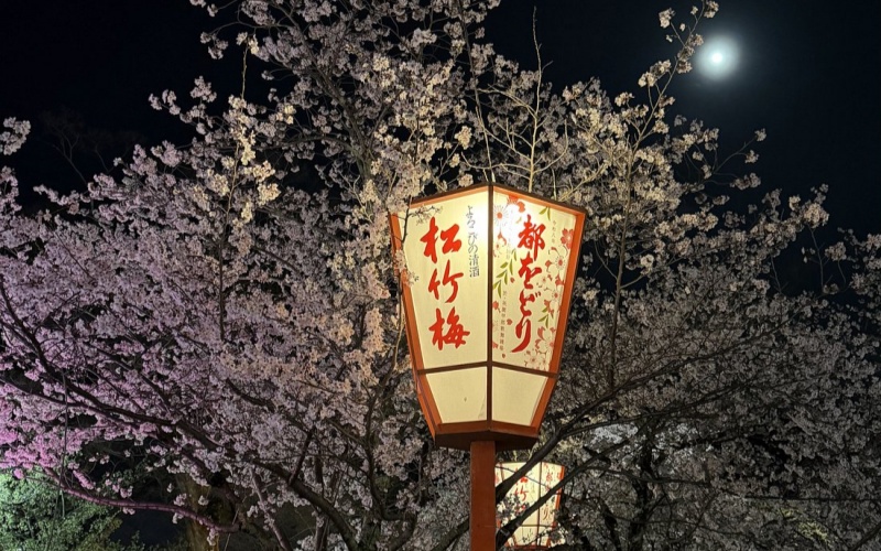 Enchanting Night Cherry Blossoms at Maruyama Park