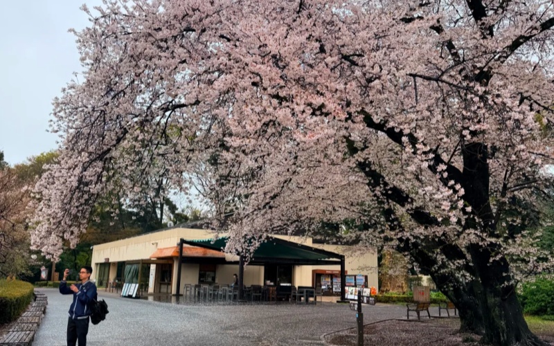 Spring Cherry Blossoms Shinjuku Gyoen Park Tokyo