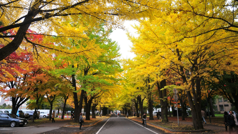 Golden ginkgo and vibrant maple trees framing a picturesque autumn street at Hokkaido University in Sapporo