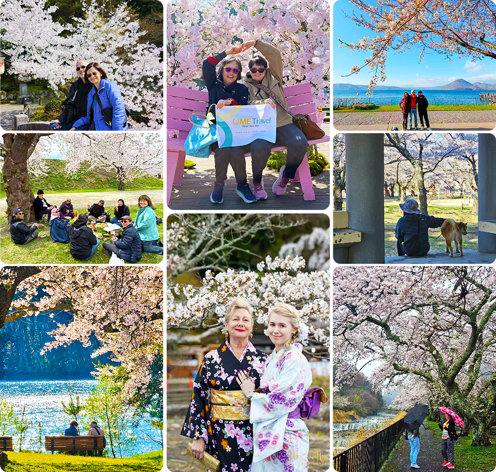 UME Travel Guests Enjoying Cherry Blossom Season in Japan