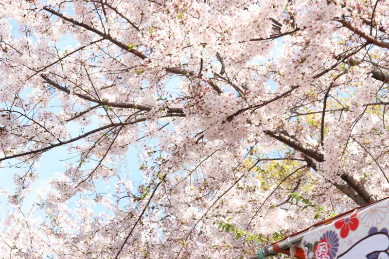 Osaka Mint Bureau Cherry Blossoms