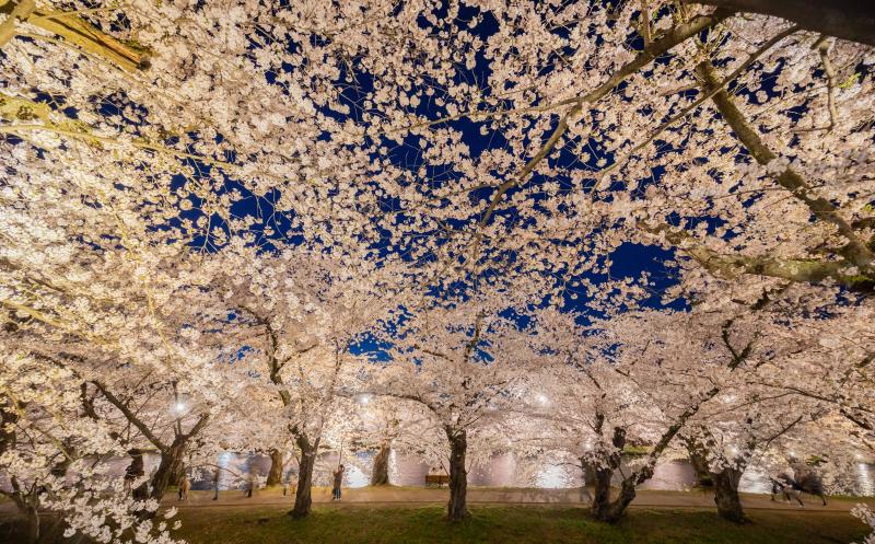 Hirosaki Park with Fewer Crowds during Cherry Blossom Season